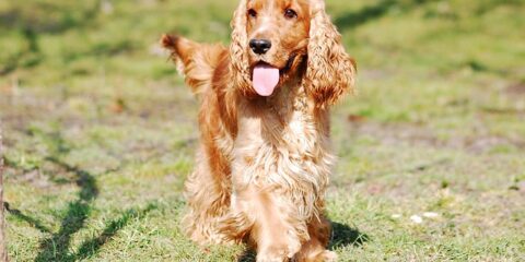 $100 National Online Study About Pet Brands