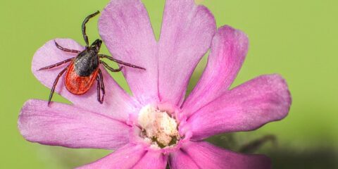 $100+ Online Study About Tick Borne Diseases (Select States)