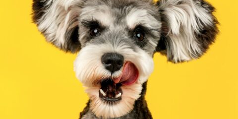 gray and white miniature schnauzer