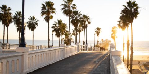 palm trees near body of water during daytime