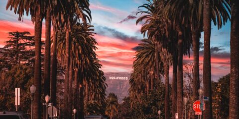 people sitting on chairs near palm trees during night time