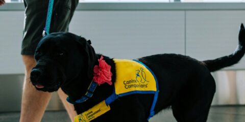 a black dog wearing a yellow vest and red bow tie