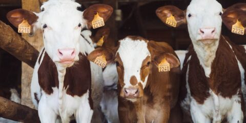 cows at farm