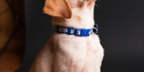 $100 Virtual Interview – Puppy Training Professionals (Nationwide, Ages 18+) yellow labrador retriever puppy sitting on floor