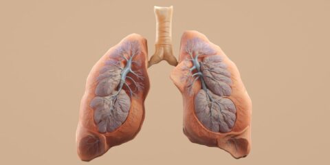 Here's a caption for the image: human lungs with trachea shown.