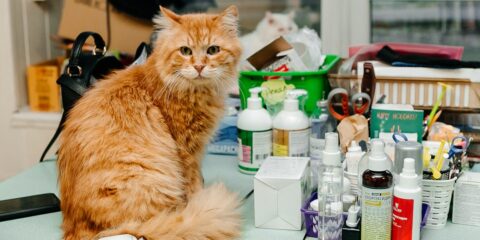 an orange cat sitting on a table surrounded by cosmetics