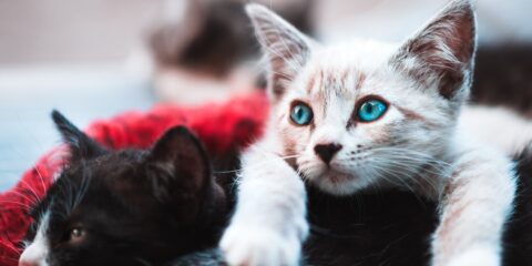 selective focus photography brown cat lying over black cat