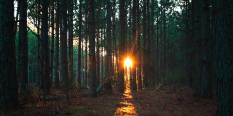 sun rays coming through trees