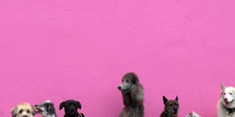 litter of dogs fall in line beside wall
