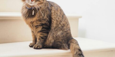 brown tabby cat on white stairs