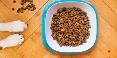 brown peanuts in blue plastic bowl