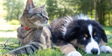 In-Person Study – Pets (Nashville, TN) – Earn $175 a dog and a cat laying in the grass
