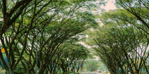 Virtual Interview – Daily Life (Nationwide) – Earn $60 green trees on green grass field during daytime